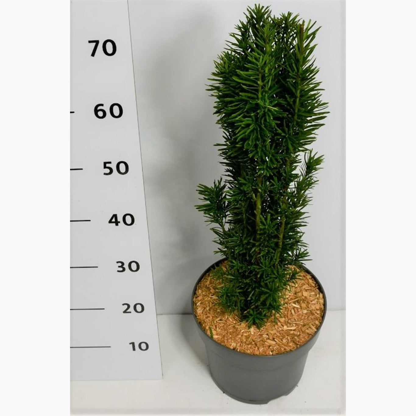 Idegran – Taxus baccata 'Fastigiata Robusta' - C7.5 50-60 CM